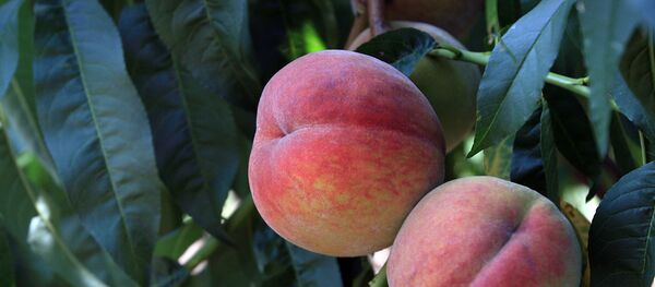 Персик “Молдова” Персик "Молдова" - пізній термін дозрівання