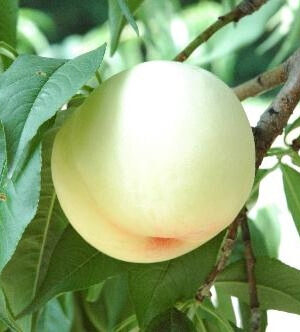 Персик плодовий "Айс Піч"середньопізній термін дозрівання