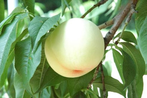 Персик плодовий "Айс Піч"середньопізній термін дозрівання