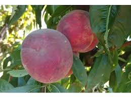 Персик плодовий "Теміра", ранній сорт