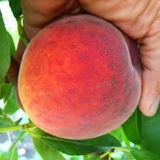 Персик Посол Миру Персик Посол Миру, середній термін дозрівання