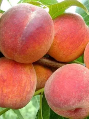 Персик Редхевен, ранньо-середній термін дозрівання