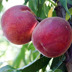 Персик "Роял Глорі", середньо-ранній термін дозрівання