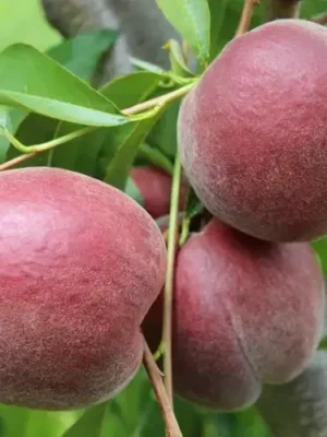 Персик Роял Маджестік, середній термін дозрівання