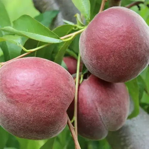 Персик Роял Маджестік, середній термін дозрівання