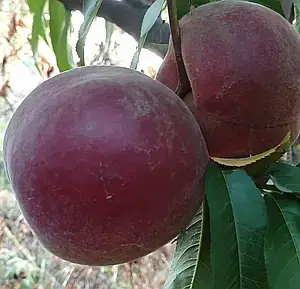 Персик "Саммер Леді" літній сорт, пізній термін дозрівання