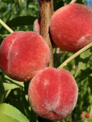 Персик "Сонячний", середній термін дозрівання