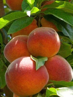 Персик Сувенір колоновидний, середній термін дозрівання