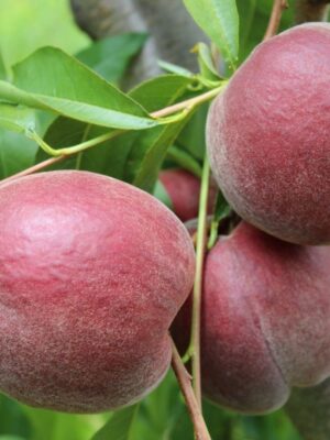 Персик Світ Дрім - пізній термін дозрівання