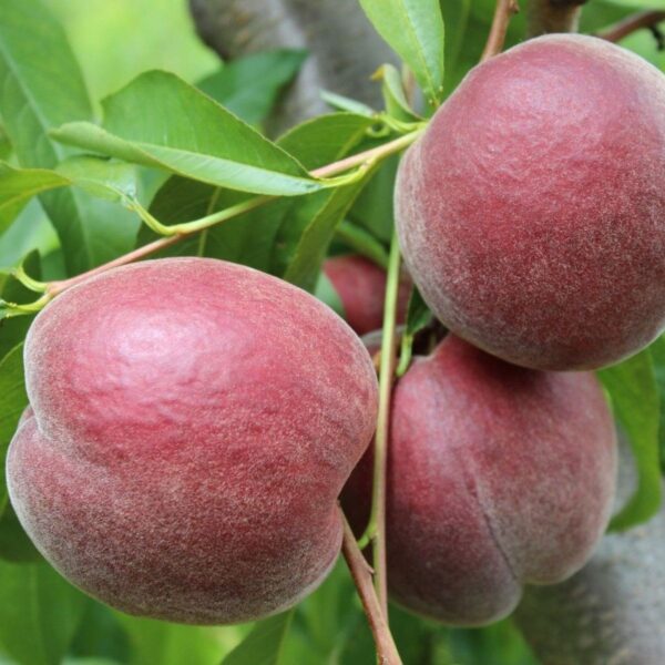 Персик Світ Дрім - пізній термін дозрівання