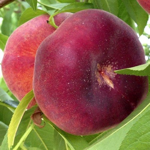 Персик Світ Рінг (інжирний), ранній термін дозрівання