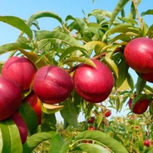 персик "Золота осінь" – пізній сорт