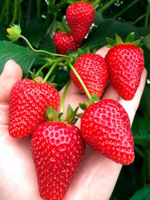 photo_1_2026-02-08_20-24-16.jpg Амі 10 шт НАДРАННЯ