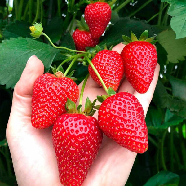 Амі 10 шт НАДРАННЯ