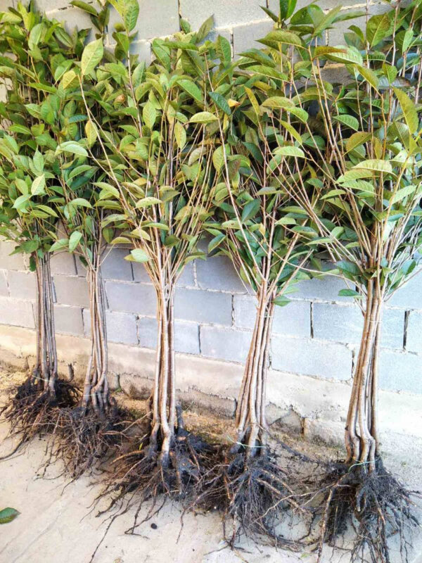 Вишня Ерді Бетермо, середньо-ранній сорт