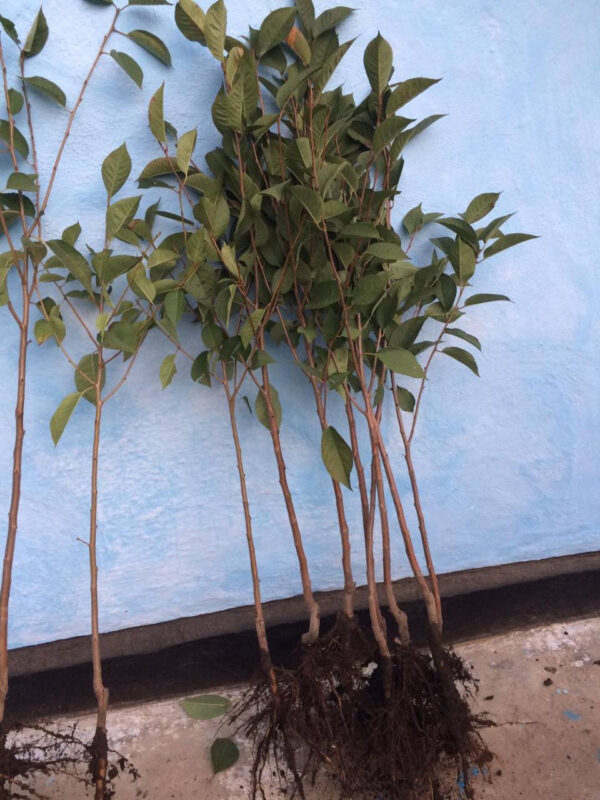 Вишня Захват колона