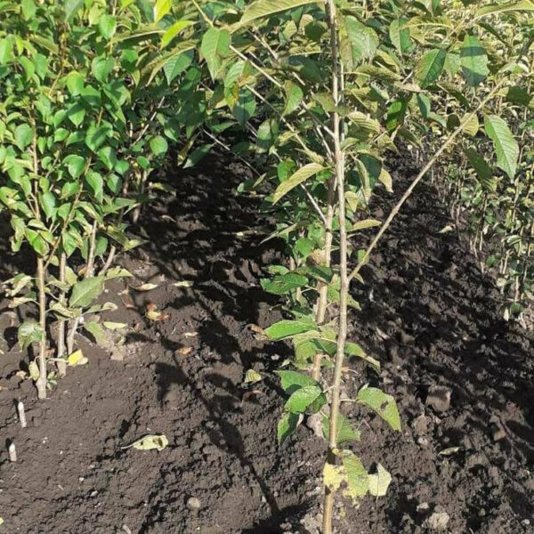 Черешня Саміт