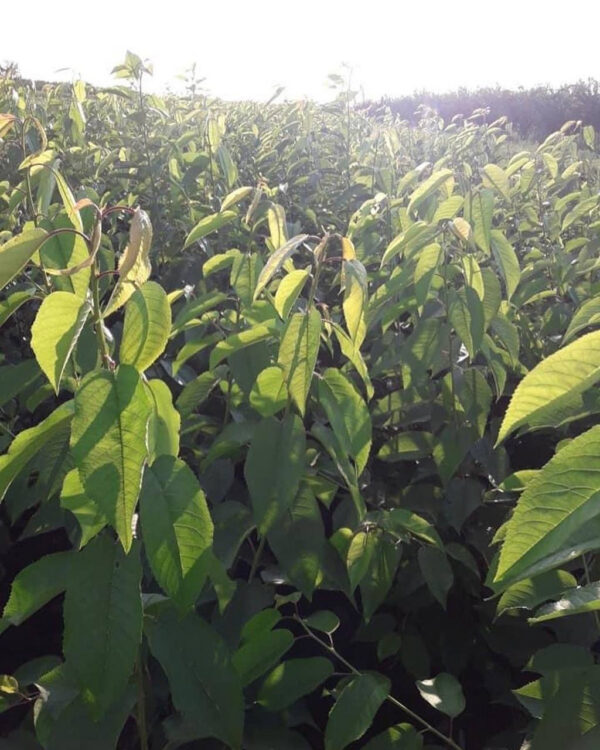 Черешня Саміт