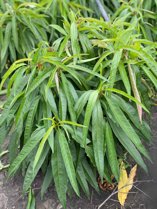 Персик "Кондор" ранній термін дозрівання