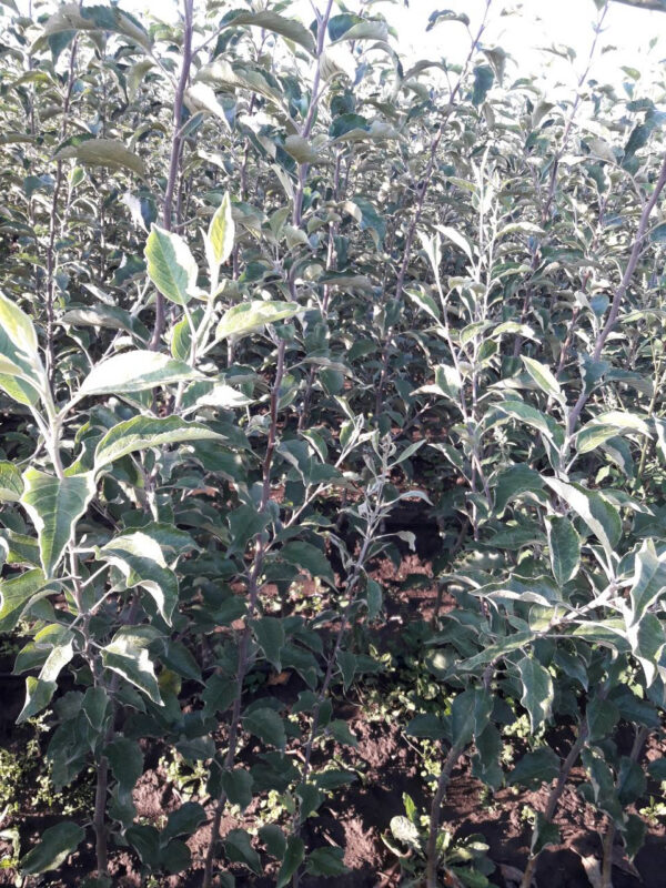 Яблуня "Джоноголд"