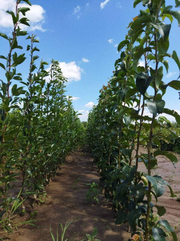 Груша Лимонка