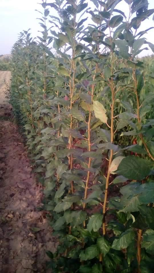 Cлива Блю Світ колона, середній термін дозрівання