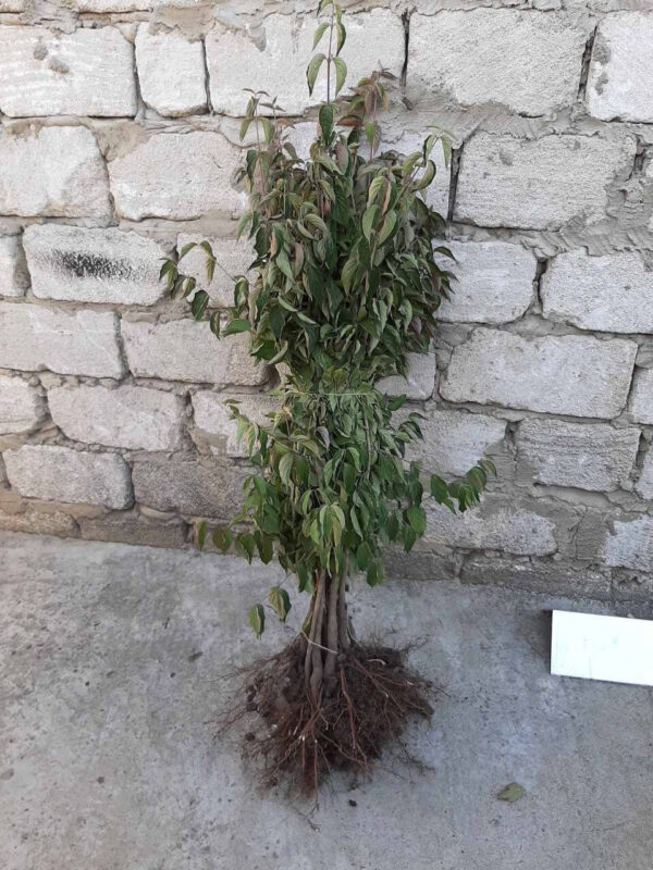 photo_2022-05-30_14-16-28-e1653925666667.jpg Кизил "Елегант"