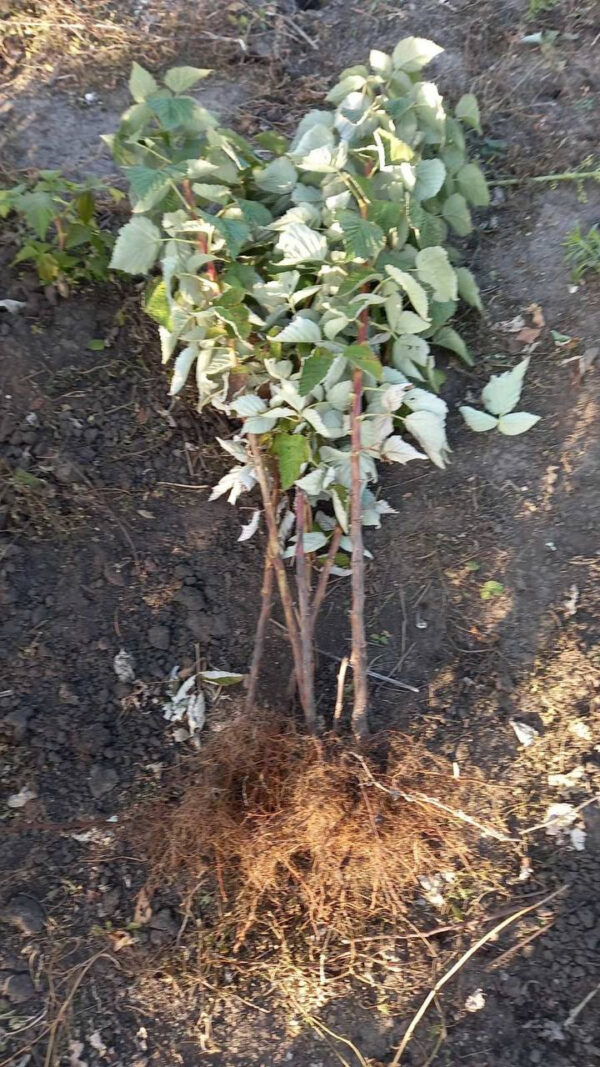 Малинове дерево Крепиш