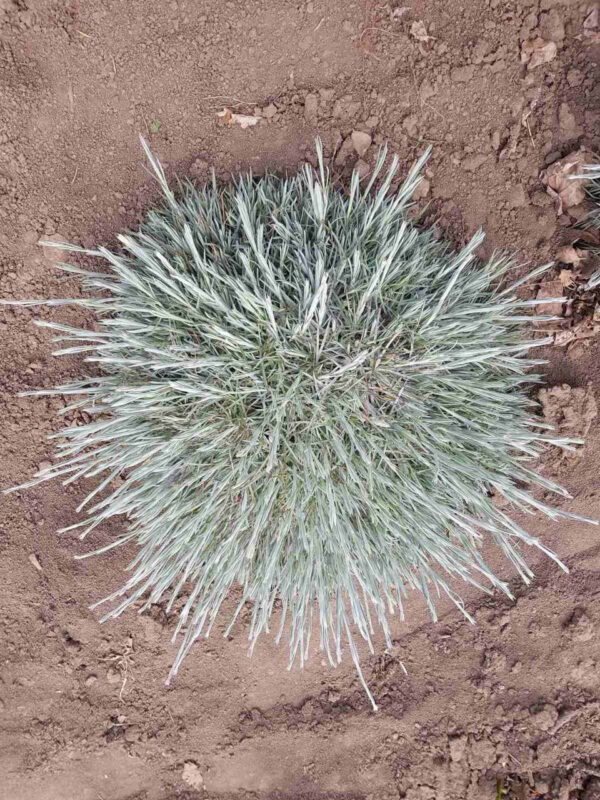 Гвоздика рожева