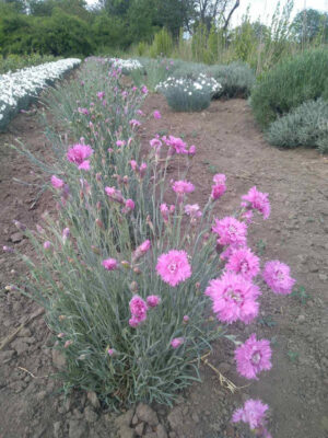 Гвоздика рожева