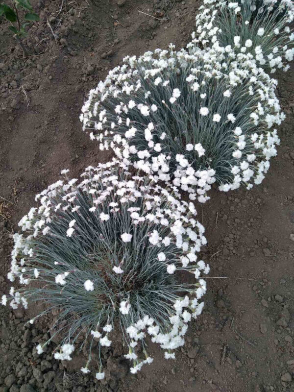 photo_2022-05-30_14-58-54.jpg Гвоздика біла