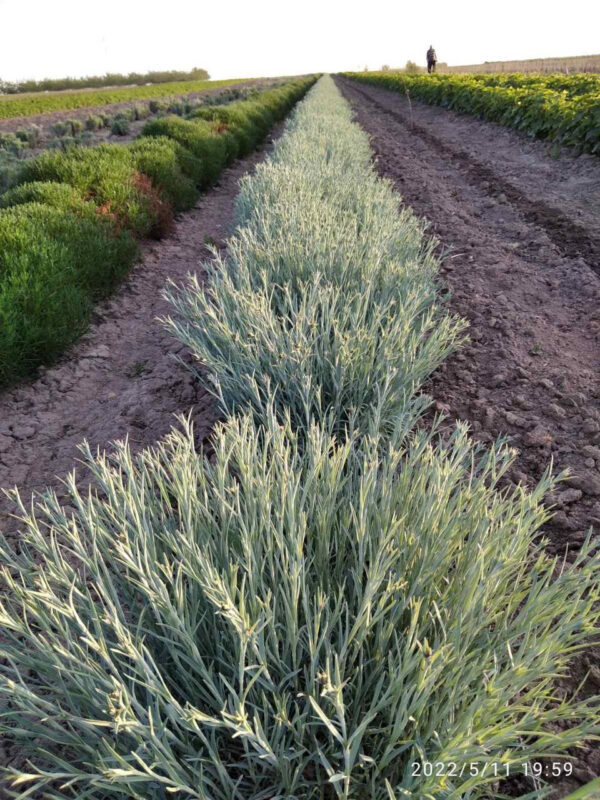 Гвоздика рожева