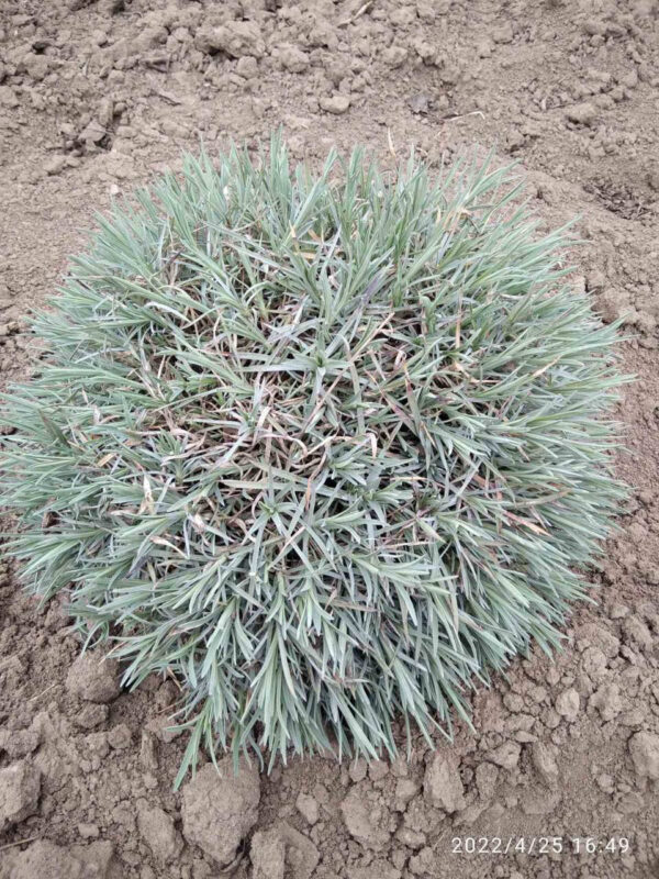 Гвоздика рожева