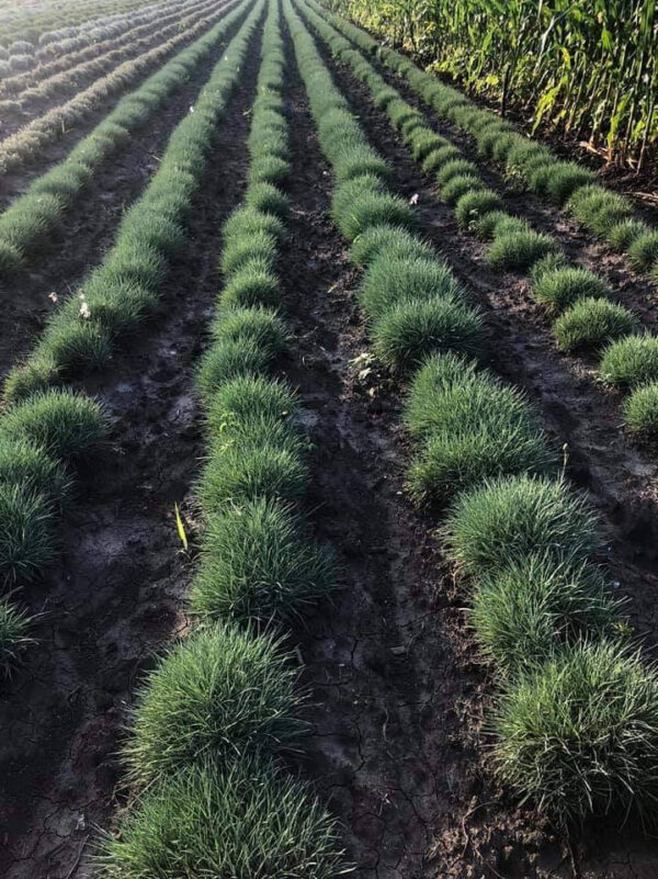 Гвоздика рожева