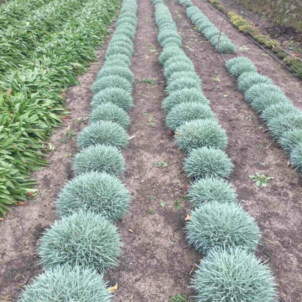 Гвоздика рожева