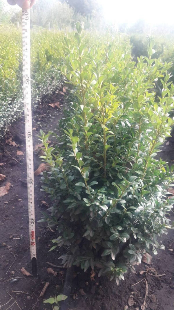 Самшит (30-40 см)