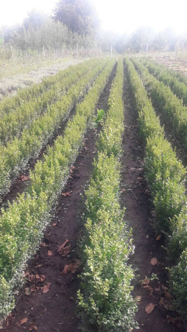 Самшит (30-40 см)