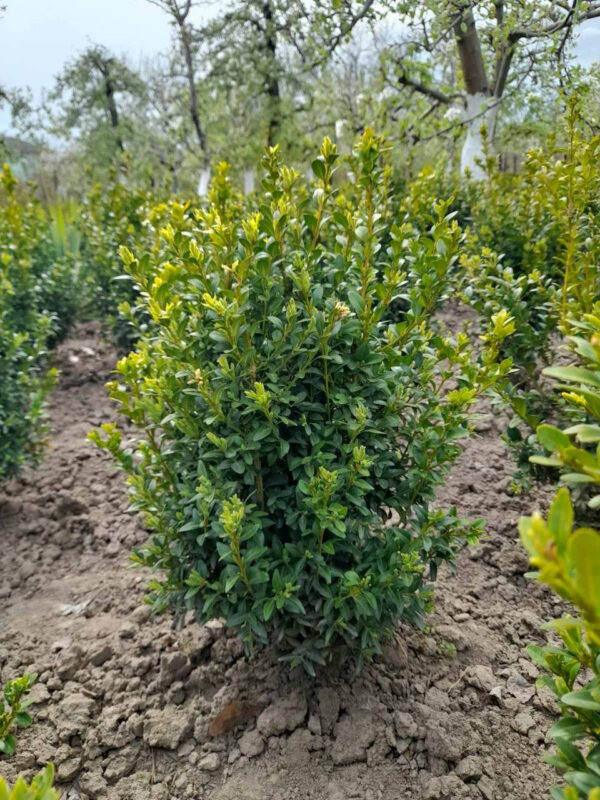 Самшит (30-40 см)