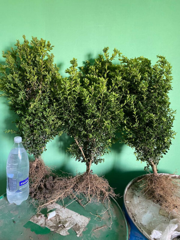 Самшит (30-40 см)