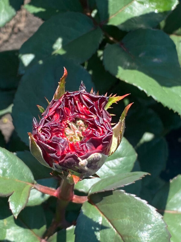 Троянда Ред Ай (Red Eye)