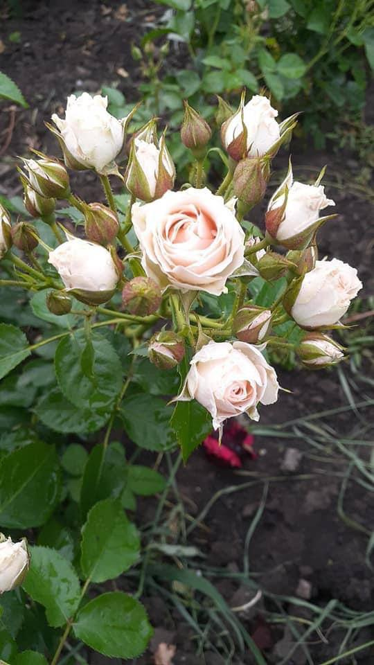 Троянда Осіана (Osiana)