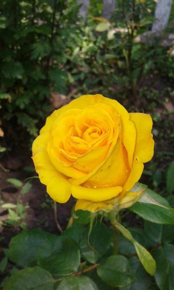 Троянда Золота Маніка (Gold Monika)