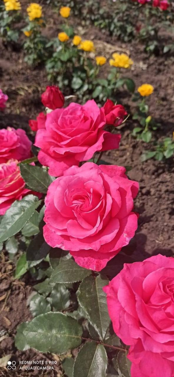 photo_2022-06-06_14-02-44.jpg Троянда Монтезума (Montezuma)