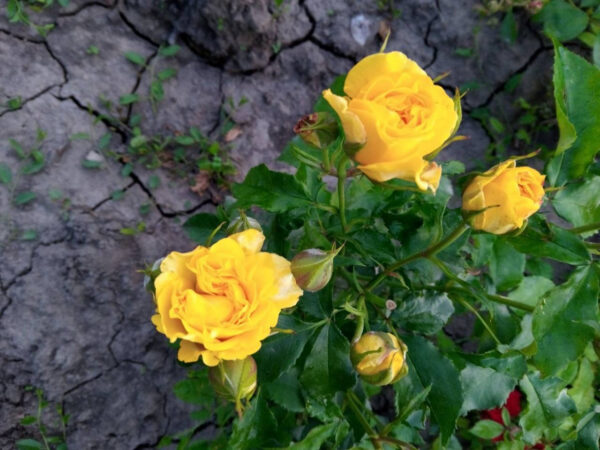 Троянда Золота Маніка (Gold Monika)