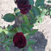 Троянда Блек Меджік (Black Magiс)