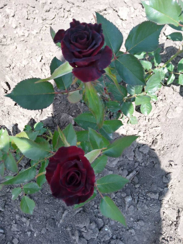 Троянда Блек Меджік (Black Magiс)