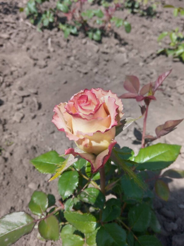 Троянда Еквадор (Ecvador)