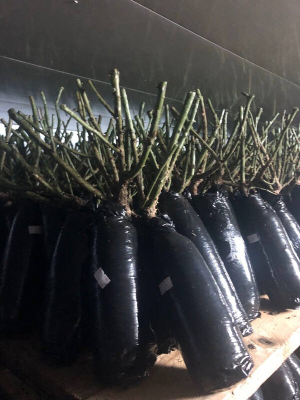 Троянда Алан Сушон