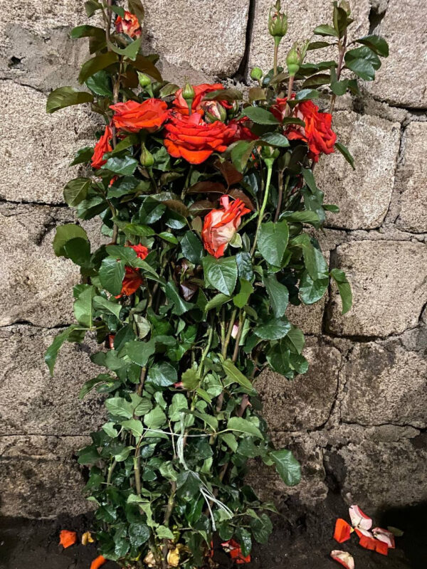 Троянда Ксенія (Ksusha)