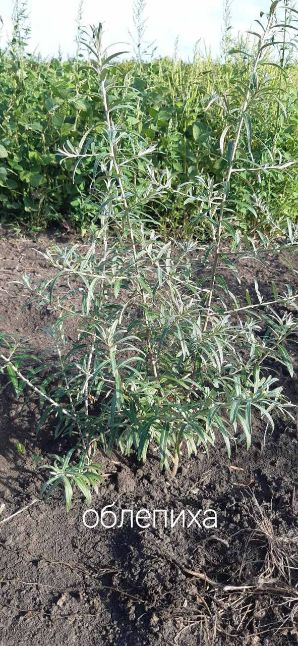 Обліпиха "Медова"